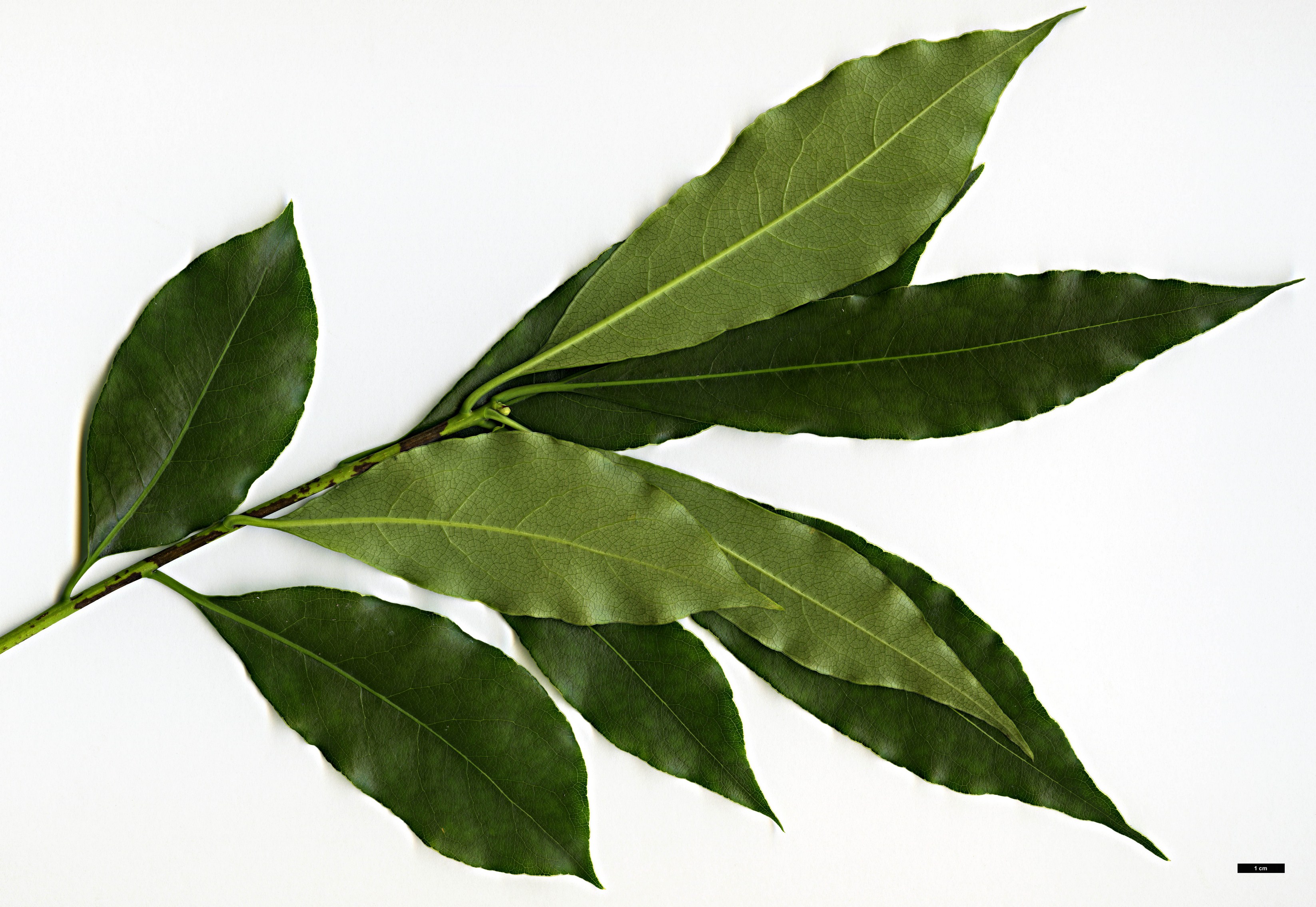 High resolution image: Family: Pittosporaceae - Genus: Pittosporum - Taxon: crispulum High resolution image: Family: Pittosporaceae - Genus: Pittosporum - Taxon: crispulum